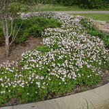 Biokovo Geranium