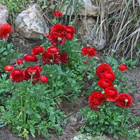 Red Ranunculus