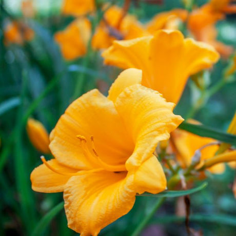 Spellbinder Daylily