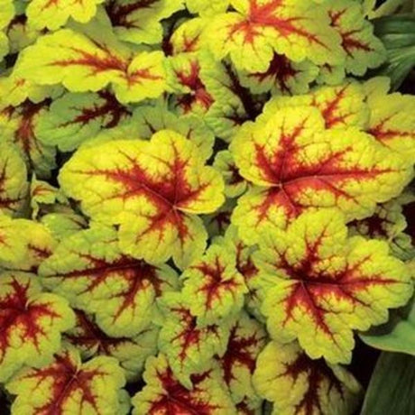 Heucherella Stoplight