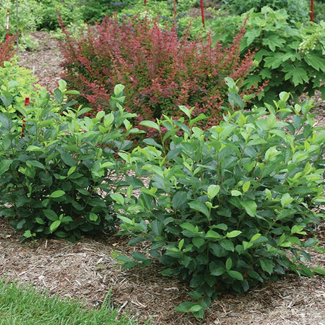 Low Scape Hedger&reg; Chokeberry