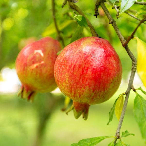 Sweet Pomegranate