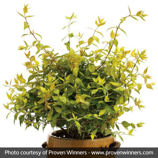 Bronze Anniversary&reg; Abelia