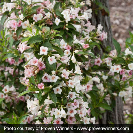 Sonic Bloom&reg; Pearl Reblooming Weigela