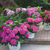 Cityline&reg; Paris Bigleaf Hydrangea