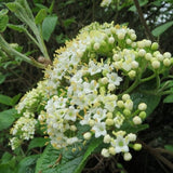 Lantana Viburnum