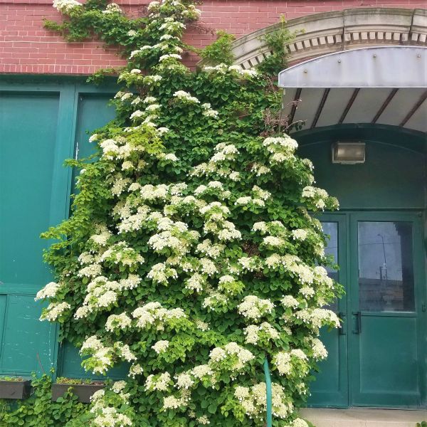 Climbing Hydrangea