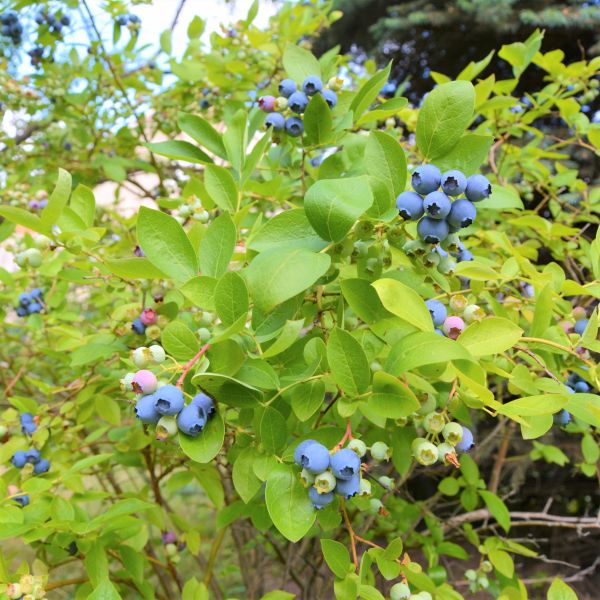 Draper Blueberry Bush