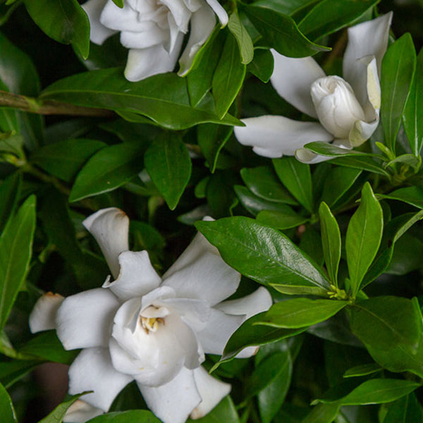 Fool Proof&trade; Gardenia