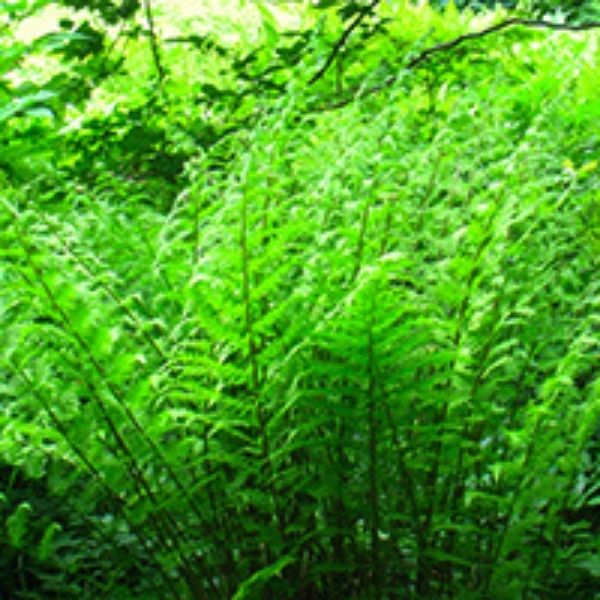 Lady Fern