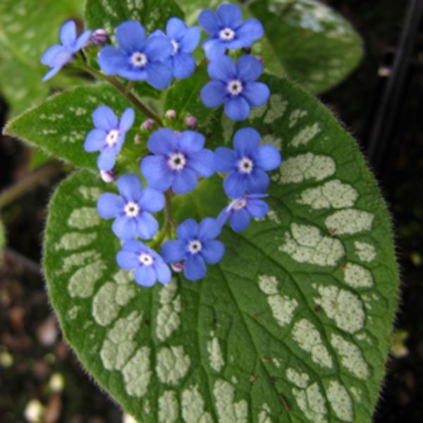 Emerald Mist Brunnera