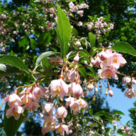 Pink Chimes Japanese Snowbell