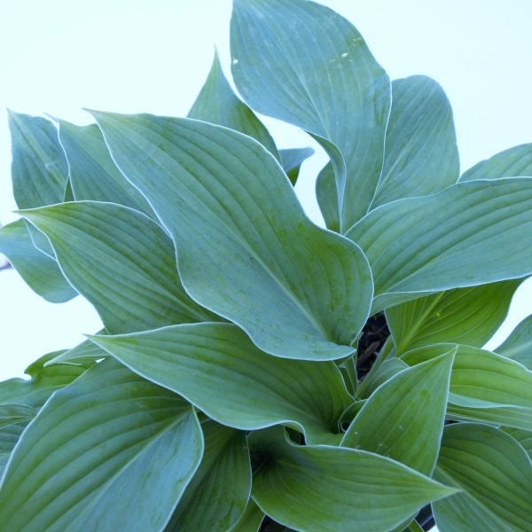 Elegans Hosta