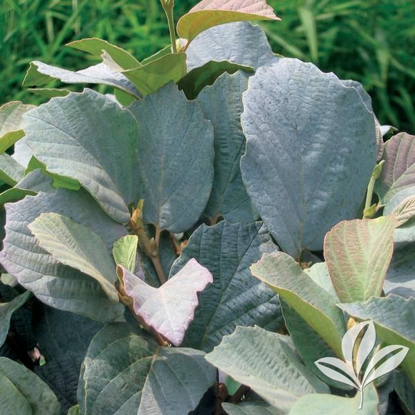 Fothergilla Blue Shadow