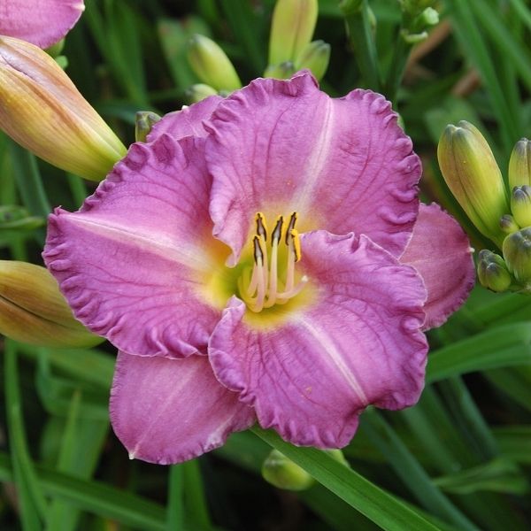 Entrapment Daylily