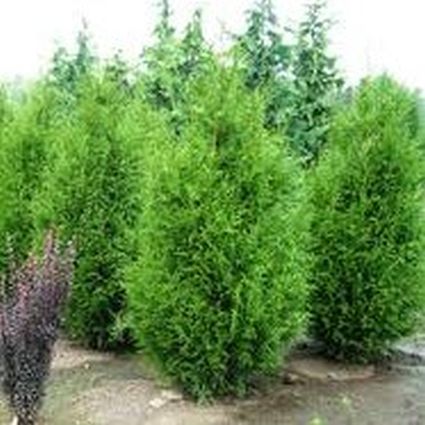 Sugar and Spice Arborvitae