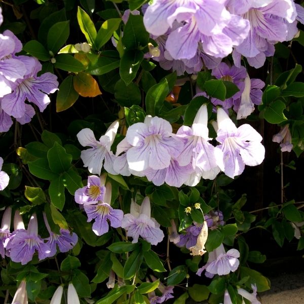 Lavender Trumpet Vine