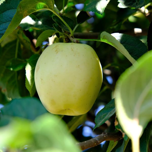 Ghost Apple Tree