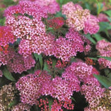 Neon Flash Spirea