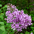 Chinese Lilac