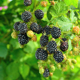 Prime-Ark&reg; 45 Blackberry Bush