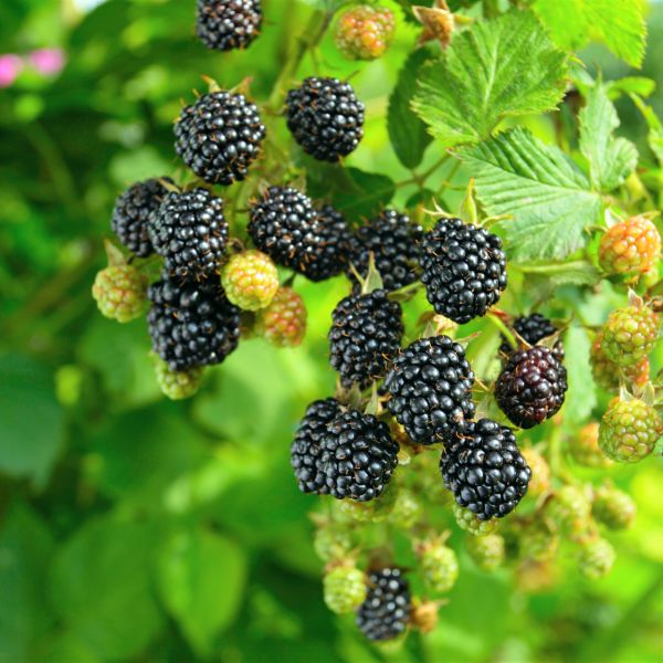 Prime-Ark&reg; 45 Blackberry Bush