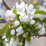 Spring Snow Crabapple