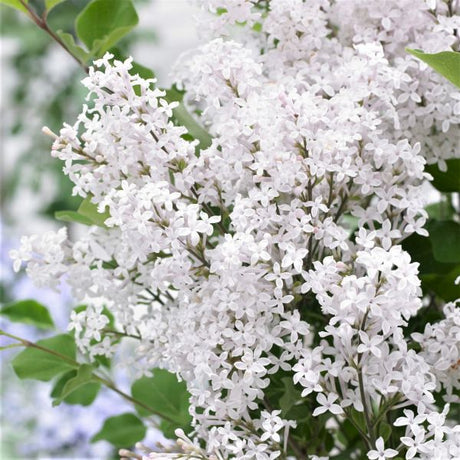 Flowerfesta&reg; White Dwarf Lilac