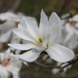 Spring Welcome&reg; Magnolia