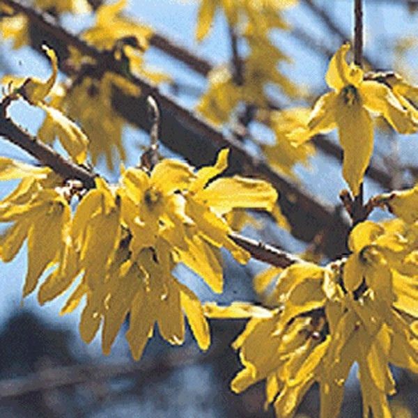 Arnold Dwarf Forsythia