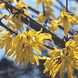 Arnold Dwarf Forsythia