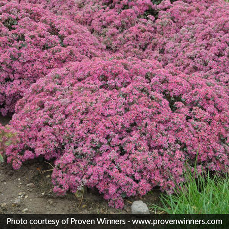 Popstar Sedum