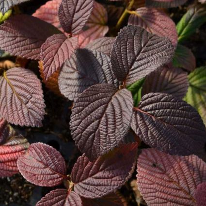 Opening Day&trade; Doublefile Viburnum