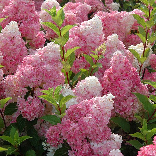 First Editions&reg; Vanilla Strawberry&trade; Panicle Hydrangea