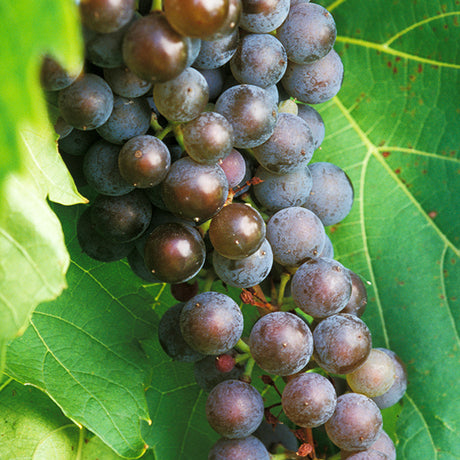 Frontenac Gris&trade; Grape Vine