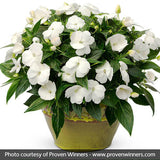 Infinity&reg; White Impatiens