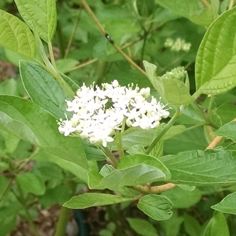 Bailey Red Twigged Dogwood