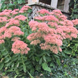 Autumn Joy Sedum