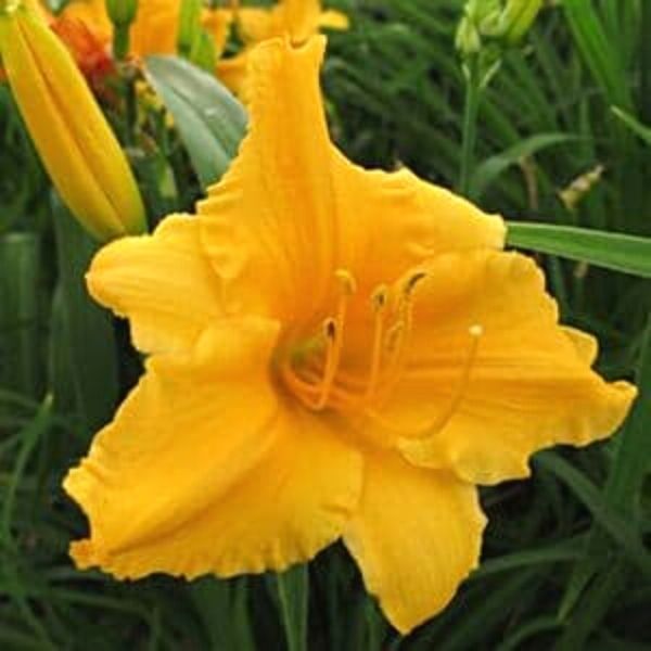 Apricot Sparkles Daylily