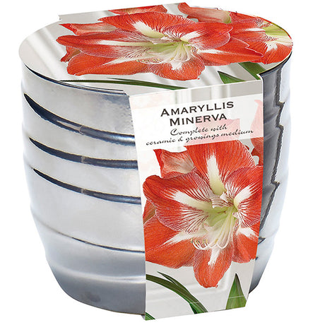 Amaryllis in Silver Ceramic Pot