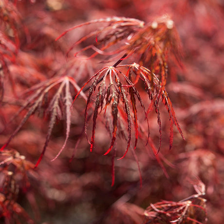 Crimson Queen Japanese Maple