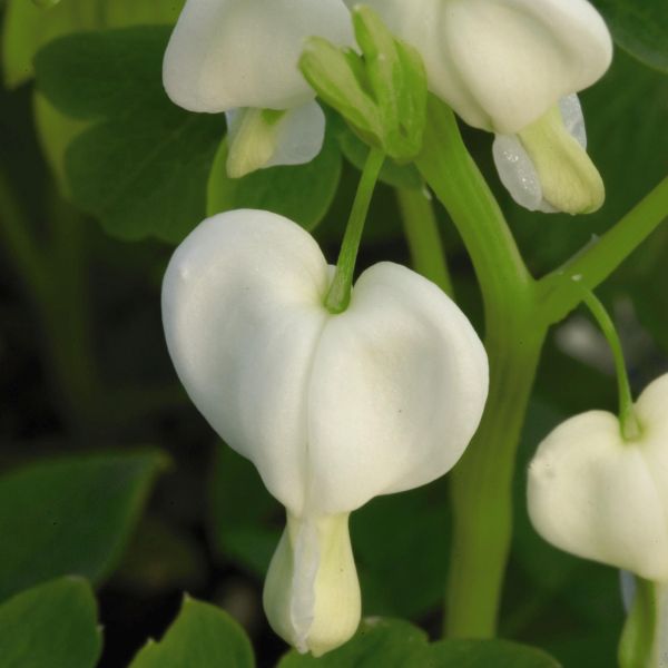 Dicentra Spectabilis Alba