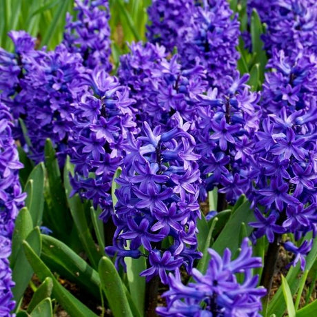 Peter Stuyvesant Hyacinthus