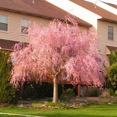 Weeping Cherry