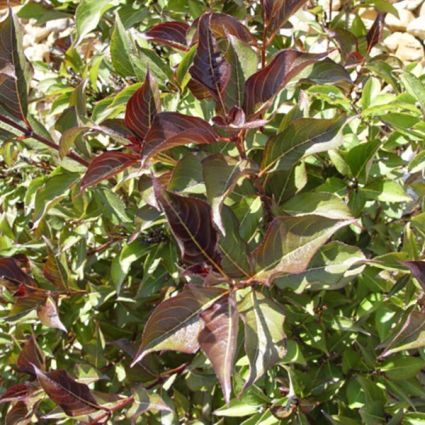 Java Red Weigela