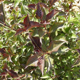 Java Red Weigela