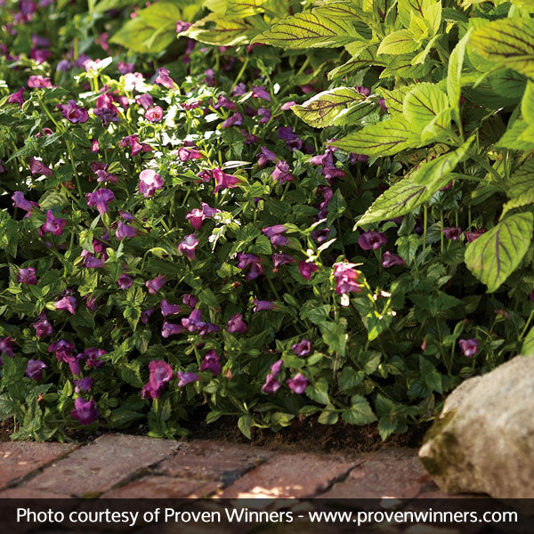 Summer Wave&reg; Large Violet Wishbone Flower