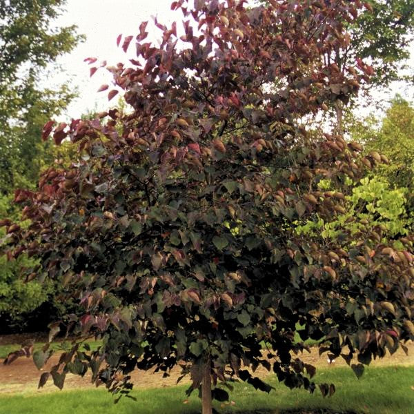 Forest Pansy Redbud