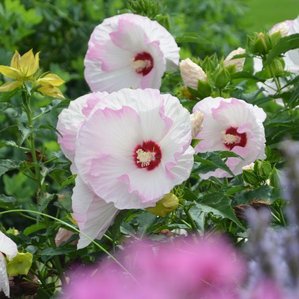 Proven Winners® Summerific® Ballet Slippers Rose of Sharon