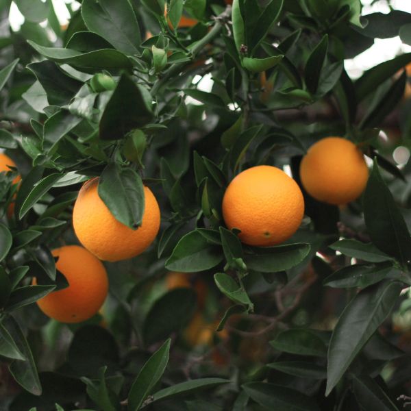 Robertson Sweet Orange Tree